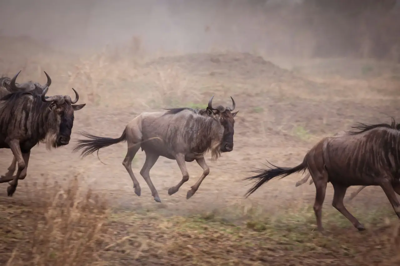 5 Day Serengeti Migration Joining Group Safari
