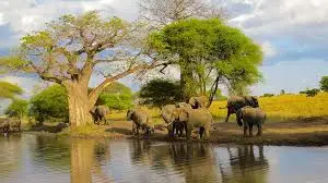 4 Day Tarangire, Serengeti & Ngorongoro Joining Group Safari