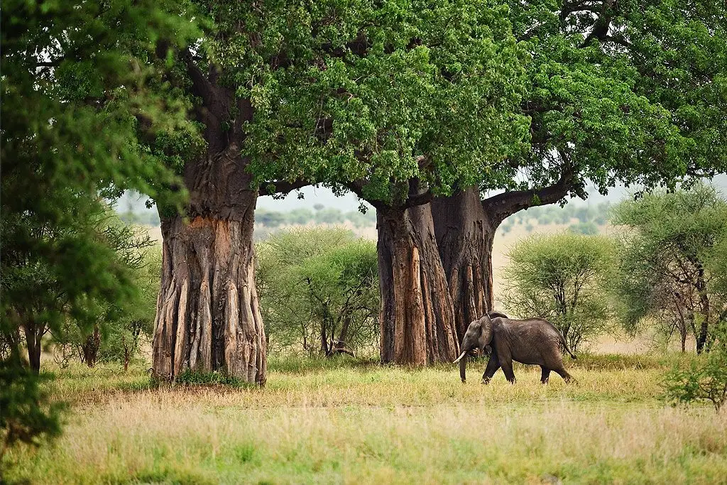 9-Day Katavi & Ruaha Overland